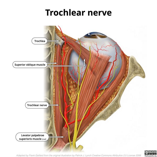File:Trochlear-nerve-illustration.jpg
