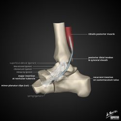 Tibialis-posterior-tendon-anatomy.jpg