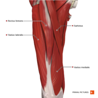 Muscles of the thigh anterior compartment Primal.png
