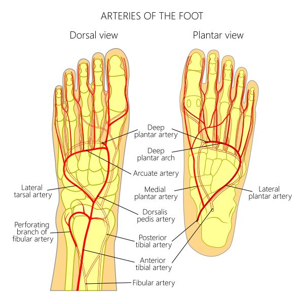 File:Arteries of the foot - shutterstock.jpeg