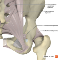 Ligaments of the hip joint posterior aspect Primal.png