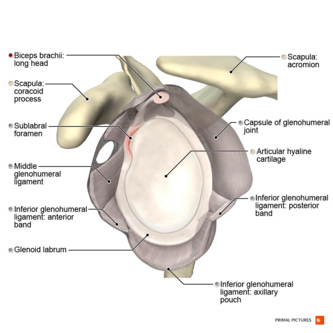 Illustration of sublabral foramen.png