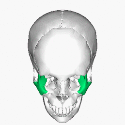 Facial Skeleton - Physiopedia