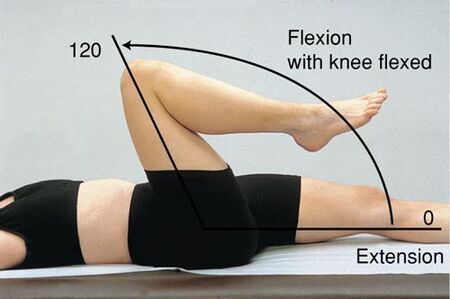 Leg Flexion