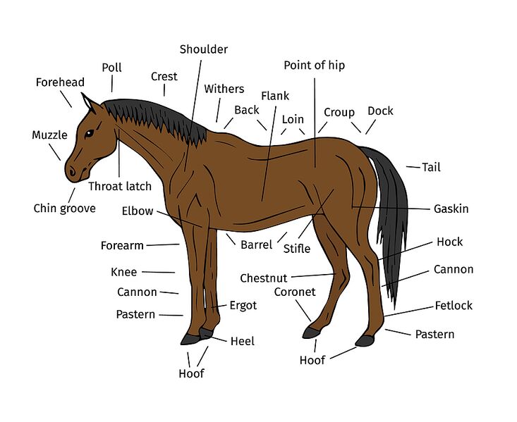 File:Parts of a horse.jpeg