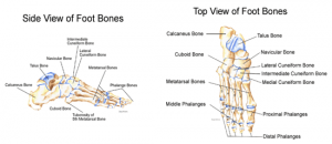 Figure 4- Foot bones.PNG