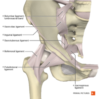 Ligaments of the hip joint anterior aspect Primal.png