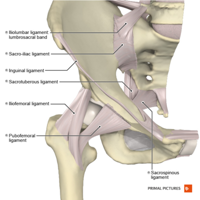 Hip Anatomy - Physiopedia