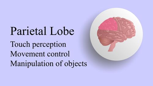 Parietal lobe location and function.jpeg