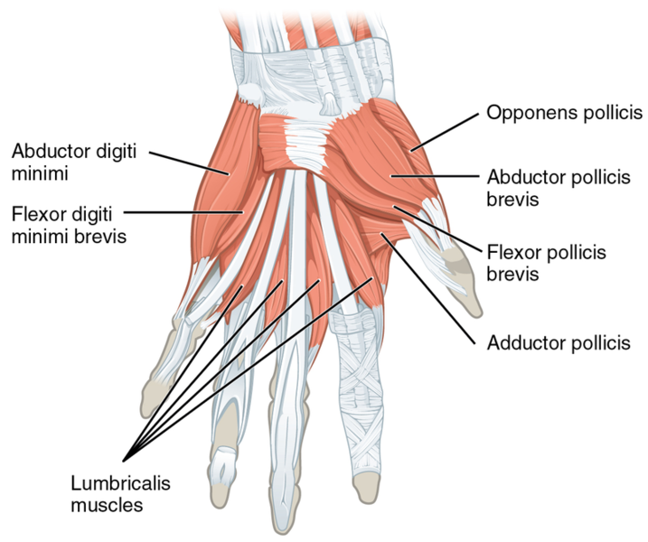 File:1024px-1121 Intrinsic Muscles of the Hand Superficial sin.png