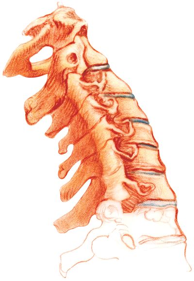 Cervical spine anatomical drawing.jpg
