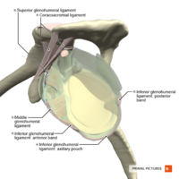 Ligaments of the shoulder joint sagittal section Primal.png