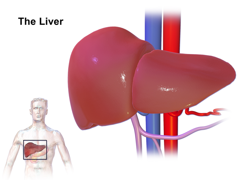 File:Liver organ.png