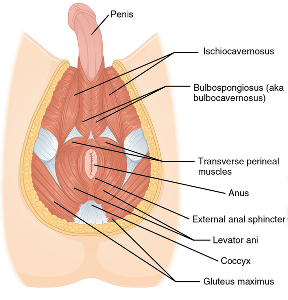 File:Male pelvic floor superficial.png