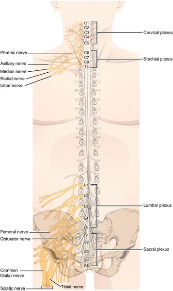 File:Spinal Nerve Plexuses.jpeg