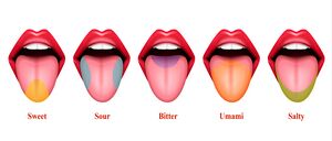 Taste Areas of Tongue.jpg