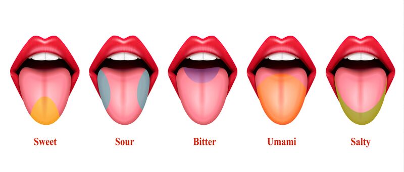File:Taste Areas of Tongue.jpg