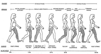 8 phases of gait cycle.png