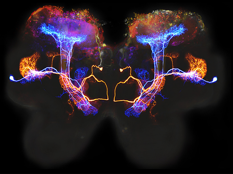 File:Certain brain regions light up during specific cognitive function, this is how internal processes are linked to behaviour such as learning.png