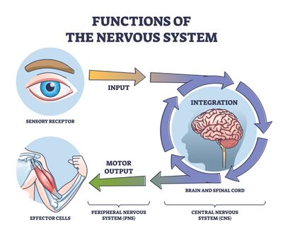 Functions of nervous system.jpeg