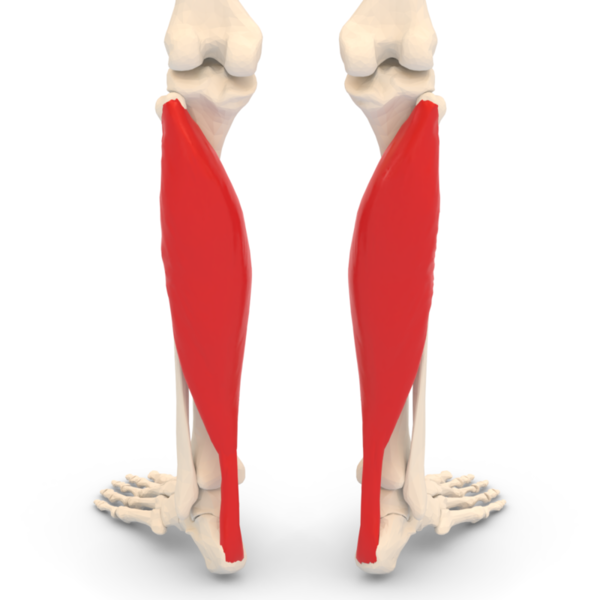 File:Soleus muscle.png