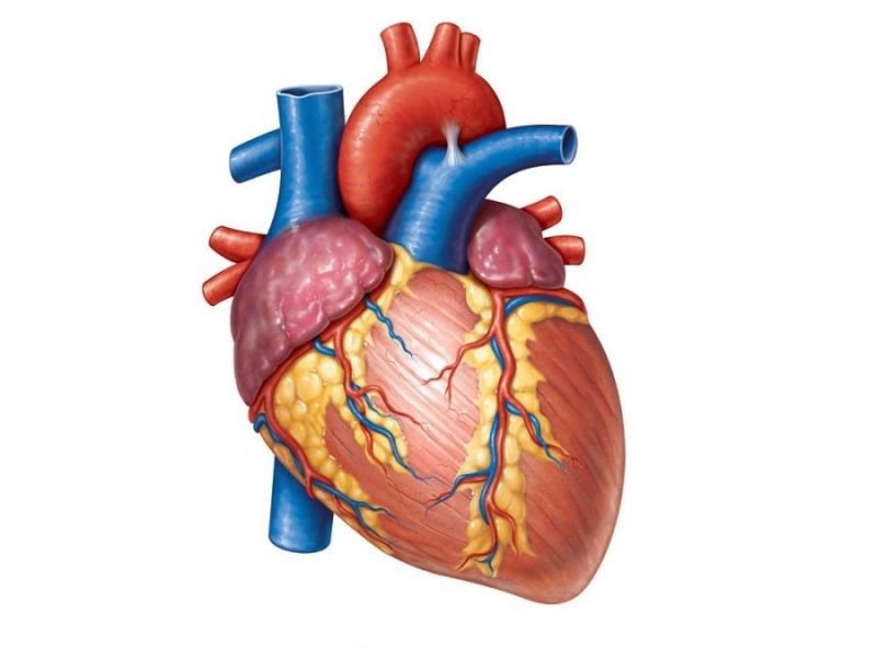 File:Human-heart-diagram.jpg
