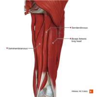 Muscles of the thigh posterior compartment Primal.png