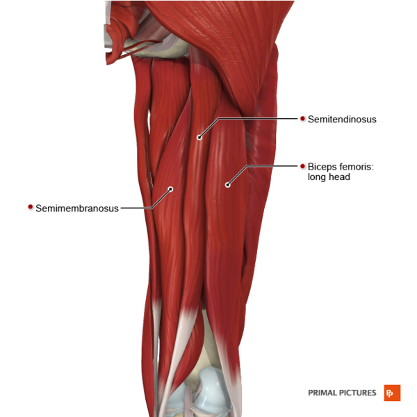File:Muscles of the thigh posterior compartment Primal.png
