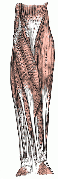 File:Brachioradialis, Grays Anatomy.gif
