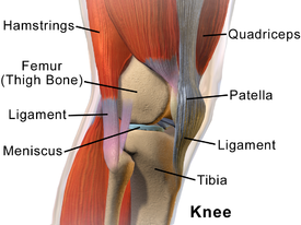 Knee anatomy.png