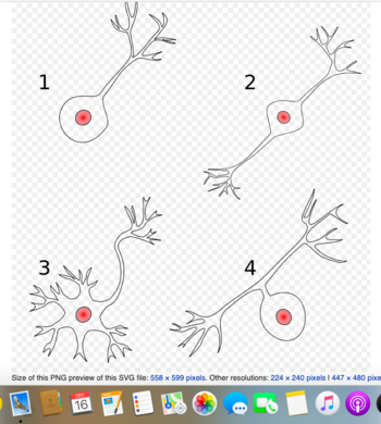Neurone types.png