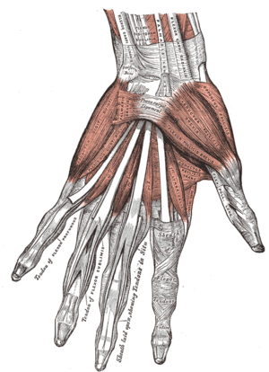 The muscles of the left hand. Palmar surface..gif