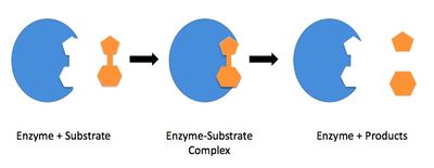 Enzyme mechanism 1.jpg