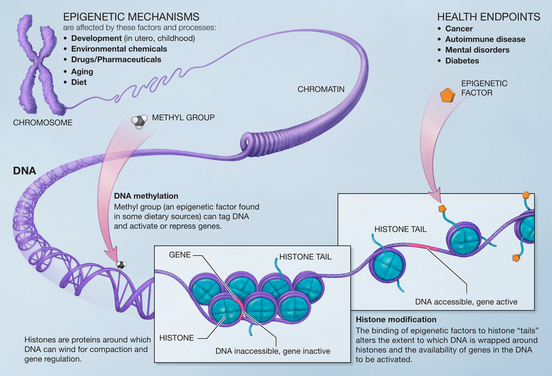 File:Epigenetic mechanisms.png