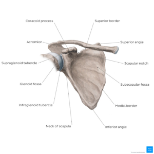 Overview of the scapula bone - anterior view