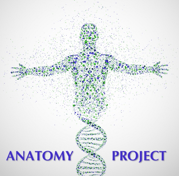 File:Anatomy-project.jpg
