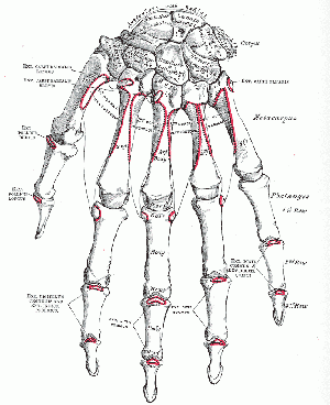 Bones - Dorsum of Left hand - Gray's Anatomy