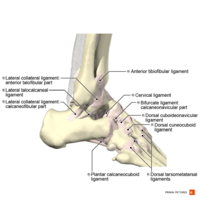Ligaments of the ankle lateral aspect Primal.png