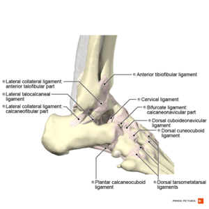 Ligaments of the ankle lateral aspect Primal.png