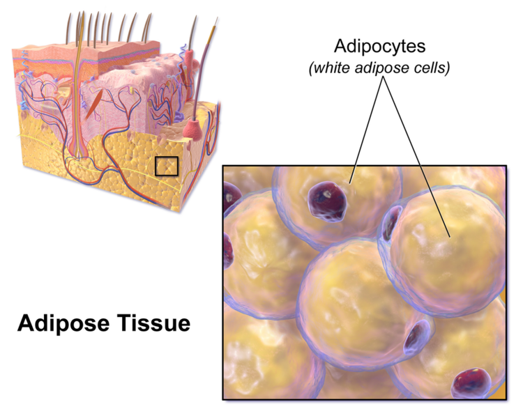 File:AdiposeTissue.png