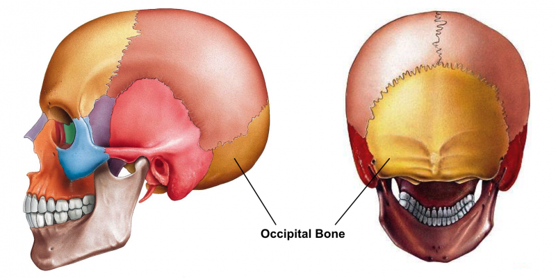 File:Occipital bone.png